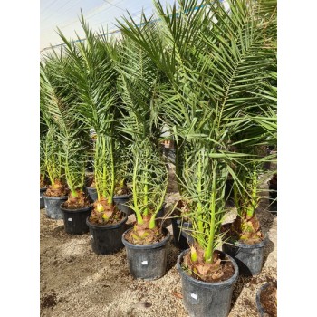 Phoenix canariensis 55 lt -5*/-8*
